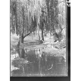 View of willows and creek 