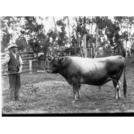 Jersey Bull Showing Man With Stick Attached to Ring in Bull's Nose
