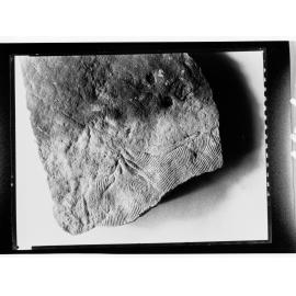 Fossil from Ediacara