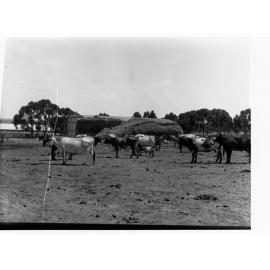 Turretfield, Government Stud Farm showing cows