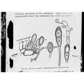 Drawing of Uredospores and Teleutospores - Australian native plants