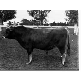 Bull - Roseworthy College