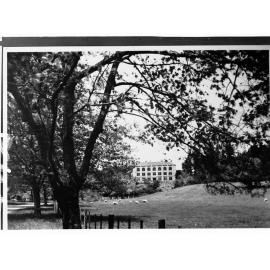 Sheep in Paddock Showing Trees and Also a Building in the Distance