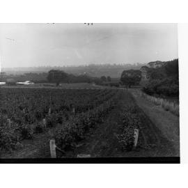 Springvale Vineyards, Near Clare