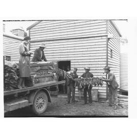 Tobacco, Penola growers taking away cured leaf
