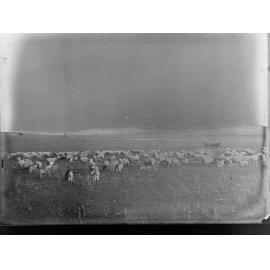 Sheep Station at Blinman, South Australia