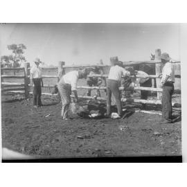 Stockmen Branding Cattle