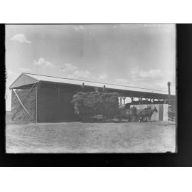 Men on a wagon are building up a haystack under cover at Roseworthy Agricultural College
