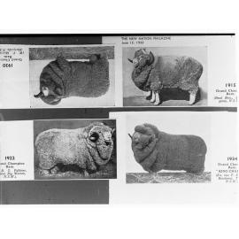 Picture of four champion Merino Rams - four different pictures