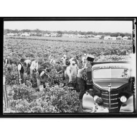 Grape picking for Penfolds