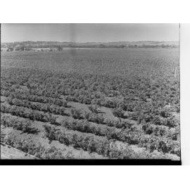 Vineyards at Morphett Vale