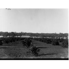 Mr M Merricks Orange Orchard at Kingston River Murray in the Background