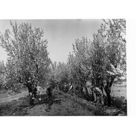 Men Irrigating Orchard