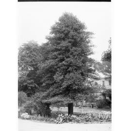 Stenocarpus Sinuatus Specimen, Botanic Gardens