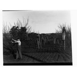 Men on ladders pruning trees in an orchard