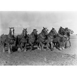 Horses Ploughing 