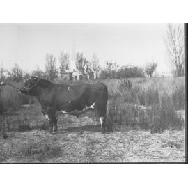 Prize Bull  at Adelaide Show