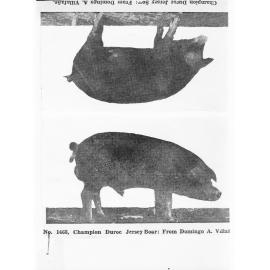 Picture of a Champion Duroc Jersey Boar and Cow - two separate photographs taken together