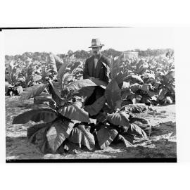 Tobacco plants