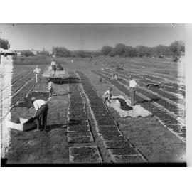Raisin Drying at Renmark