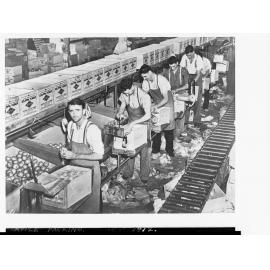 Apple Packing Showing Men at Work