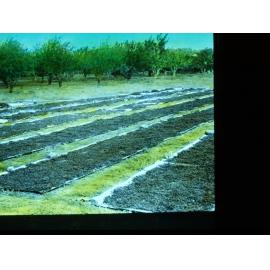 Dried Grapes Laying Out in Sun River Murray Scheme