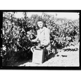 Grape picking - Barossa Valley