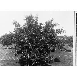 Orange Tree in Orchard