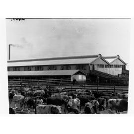 Cattle yarded - Government produce export