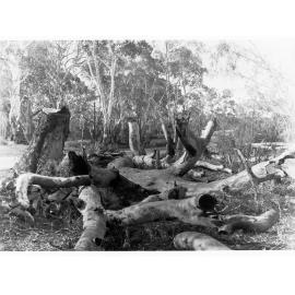 Cut down trees at Sandy Creek and Lyndoch