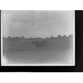 Cow in a paddock