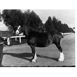 Mare - Roseworthy College