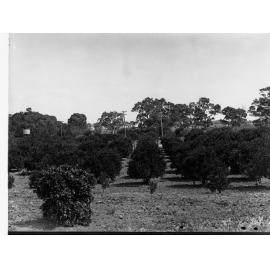 Orangery at Salisbury