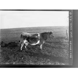 Dairy cow - Mr Hudd's farm, Bletchley, near Strathalbyn