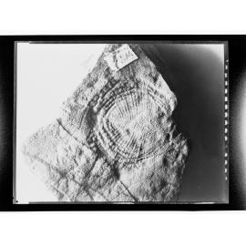 Fossil from Ediacara