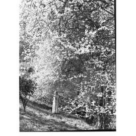 Almond Blossom Near Montacute Showing a Woman Standing Nearby