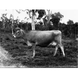 Jersey Cow at Balhannah