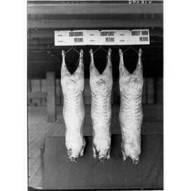 Carcasses hanging in a cool room - Agricultural Department