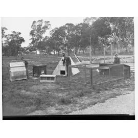 Oakbank Area School Examining Chook Pens