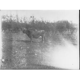 Mr Cowan's property at Littlehampton 