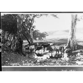 Spring Creek, Flinders Ranges - shows cows crossing creek