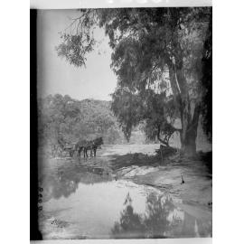 Horse and carriage Erengunda creek, Flinders Ranges