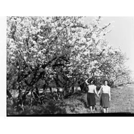 Almond Blosom Trees - ShowingTwo Women