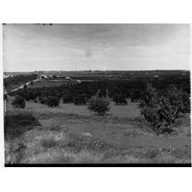 Orchard and Vineyard at Waikerie