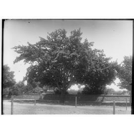 Large Tree in Park