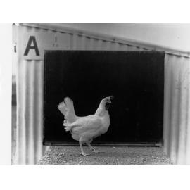 Hen at Parafield Poultry Farm