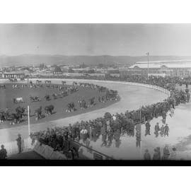 Horses and Cows at the Royal Adelaide Show