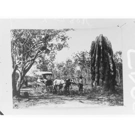 Man standing next to horse and carriage - near large ant hill - Northern Territory