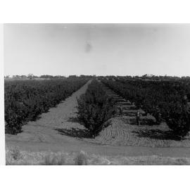 Government Experimental Orchard Berri