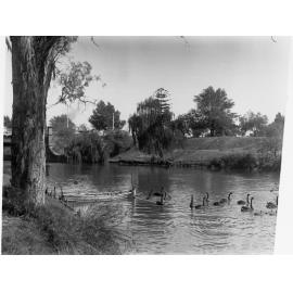 River Torrens showing canoe and group of swans swimming nearby
